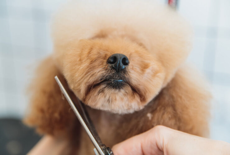 Irka Özel Makas Traşı